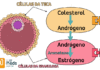 O que é a Teoria das duas células e duas gonodotrofinas? teoria das duas células