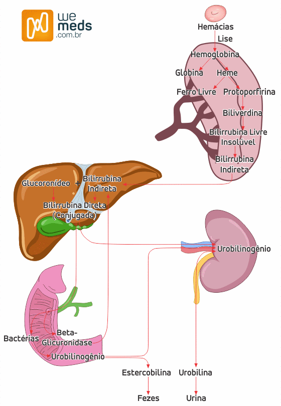 Fisiologia da bilirrubina