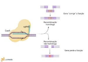 CRISPR edição gênica