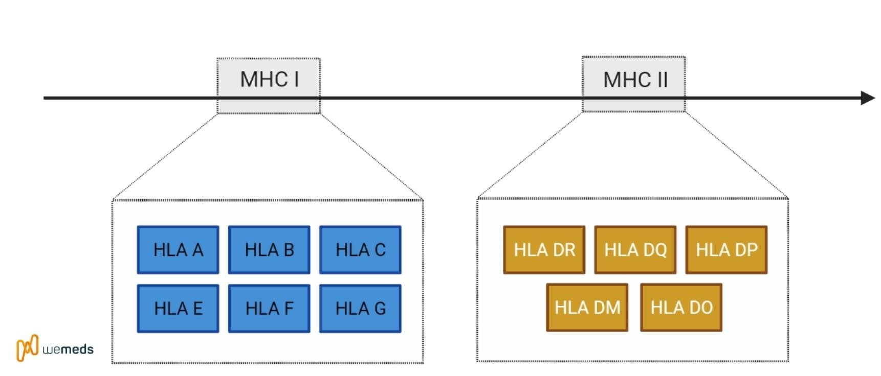 HLA B27