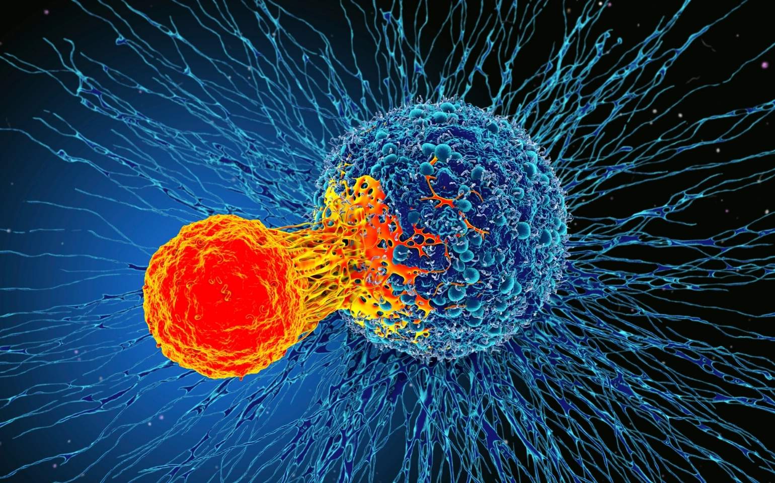 cancer cell immune system vacina contra o cancer