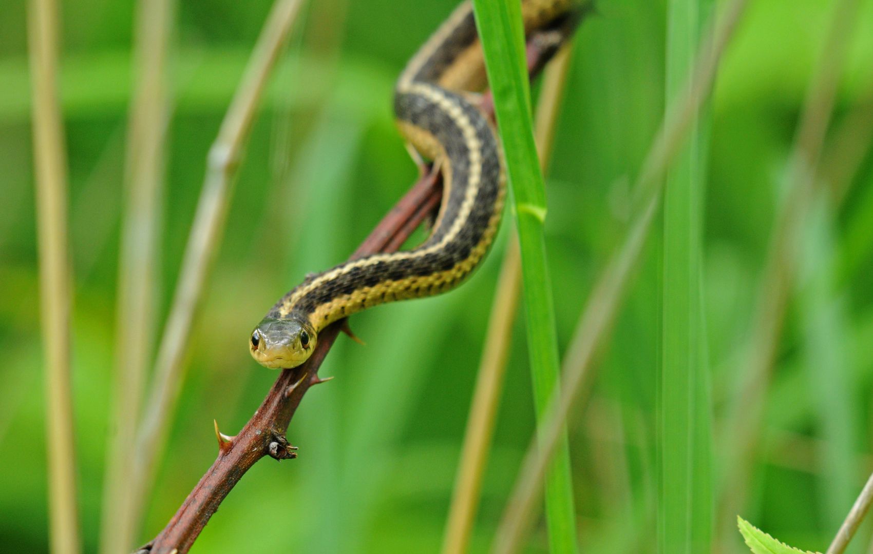 Serpentes venenosas e acidentes ofídicos - WikiCiências