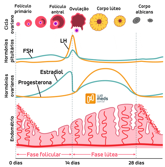 Ciclo menstrual: como ocorre a menstruação