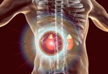 DHEA-S alto ou baixo? Como interpretar o exame e diferenciar alterações da adrenal Representação das glândulas adrenais associada à interpretação do exame de DHEA-S
