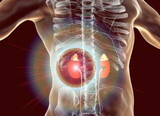 DHEA-S alto ou baixo? Como interpretar o exame e diferenciar alterações da adrenal Representação das glândulas adrenais associada à interpretação do exame de DHEA-S