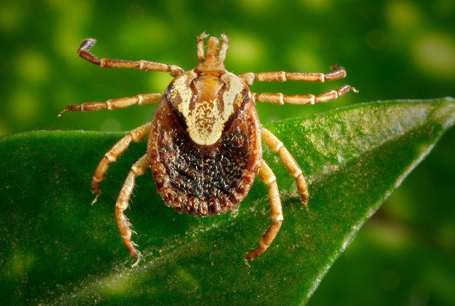 febre maculosa carrapato estrela