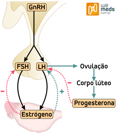 Ciclo menstrual: como ocorre a menstruação