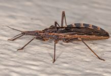 Diagnóstico da Doença de Chagas diagnóstico da doença de chagas