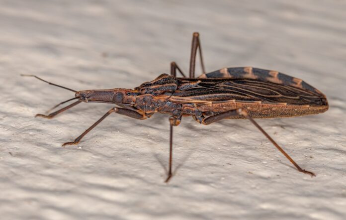 diagnóstico da doença de chagas