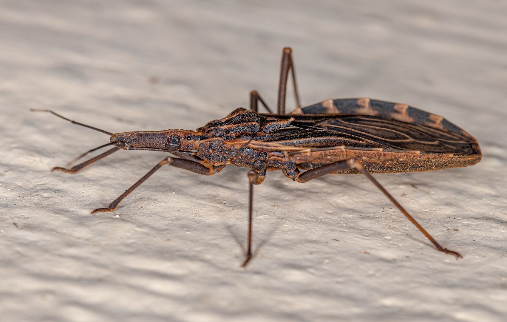 Doença de Chagas congênita, um desafio para a Saúde Publica