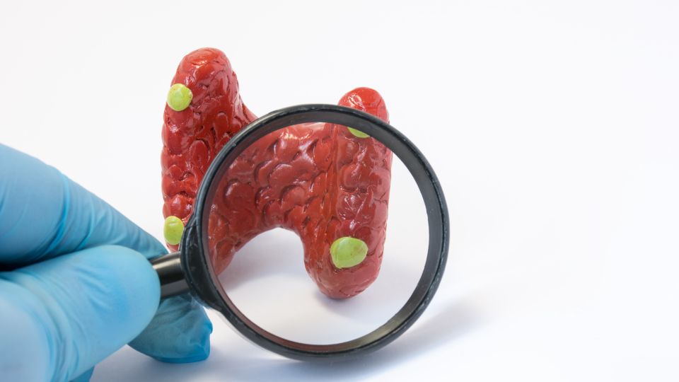 médico segurando uma lupa com destaque para as glângulas paratireoides, que produzem paratormônio (PTH)