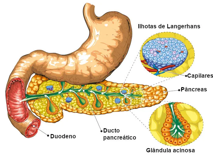 estrutura do pâncreas
