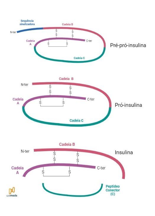 insulina