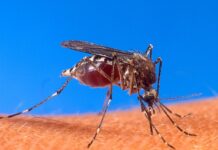 Arboviroses no Brasil: Dengue, Zika e Chikungunya em alta mosquito aedes aegypti, vetor das arboviroses no Brasil