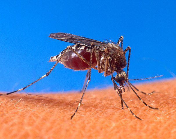 aedes aegypti mosquito da dengue