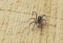 Toxinas do Veneno de Aranha Marrom: arma para o desenvolvimento de novas terapias em saúde