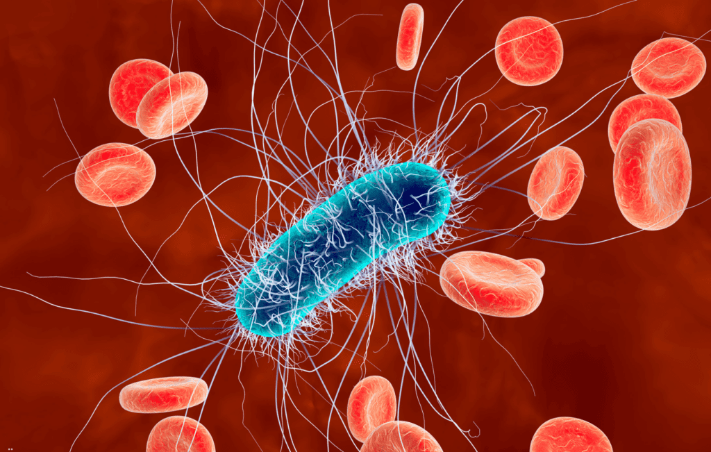 Escherichia coli bactéria relacionada à infecção urinária e diarreia