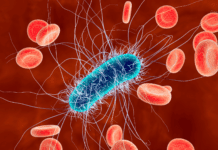 Escherichia coli: bactéria comum pode causar ITU, diarreia e até sepse Escherichia coli bactéria relacionada à infecção urinária e diarreia