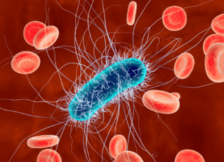 Escherichia coli: bactéria comum pode causar ITU, diarreia e até sepse Escherichia coli bactéria relacionada à infecção urinária e diarreia