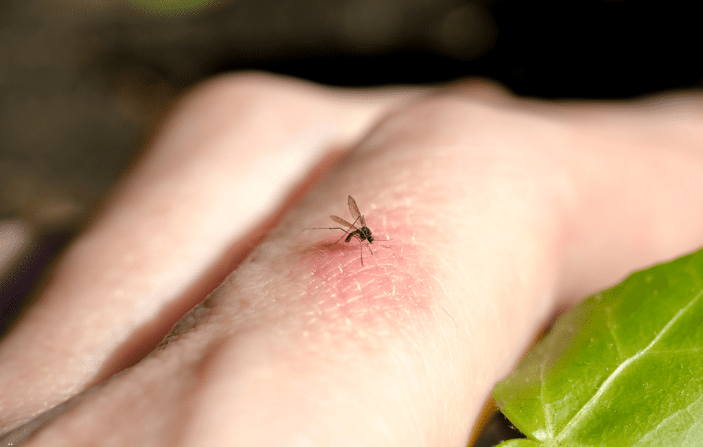picada de mosquito, representando a transmissão do vírus do Nilo Ocidental