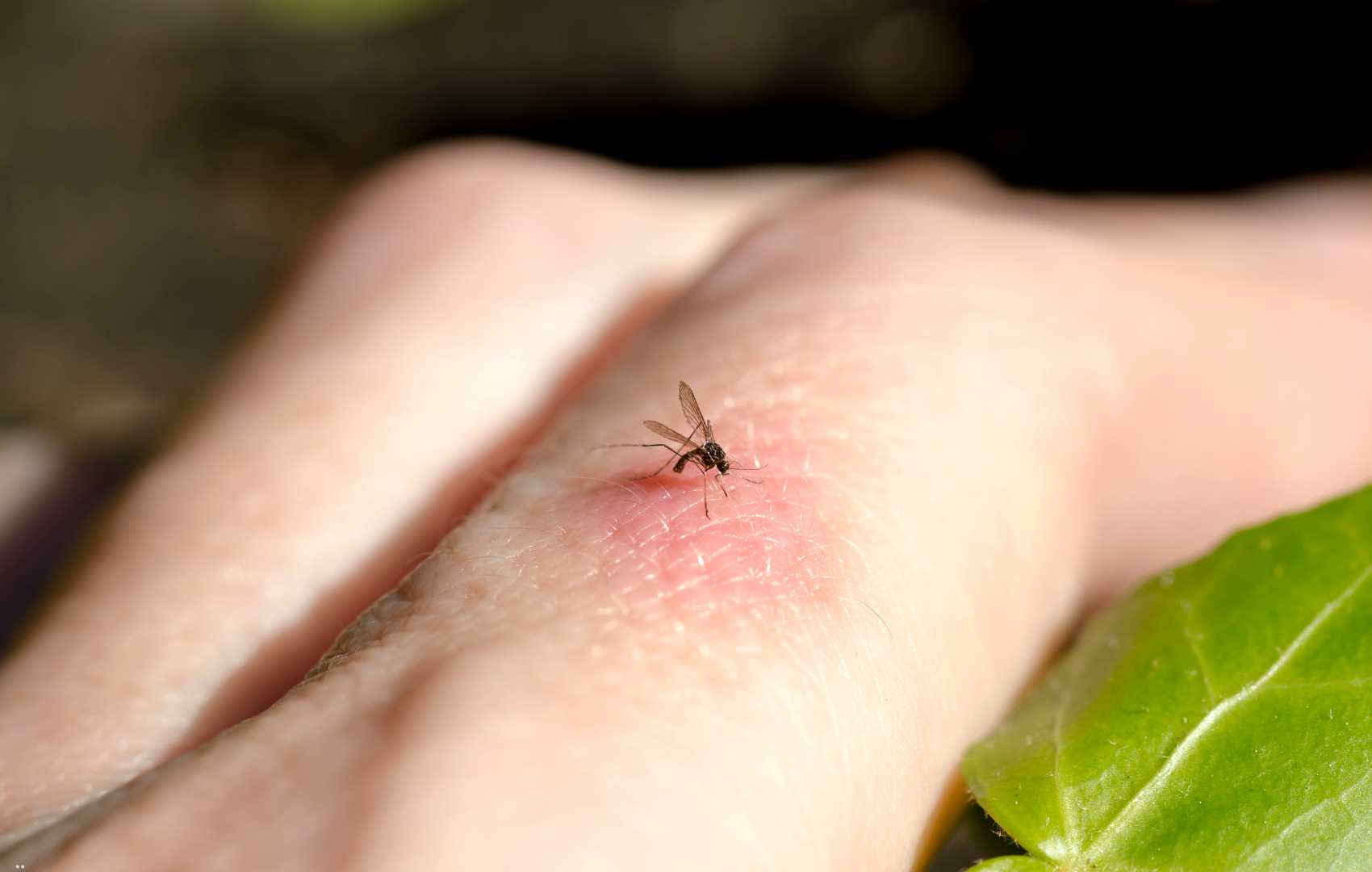 febre de oropouche mosquito