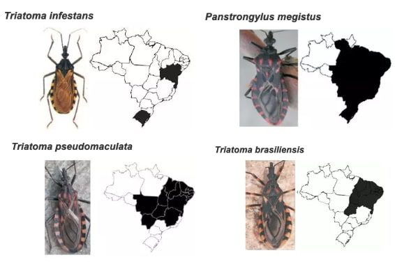 Diagnóstico da Doença de Chagas T. cruzi