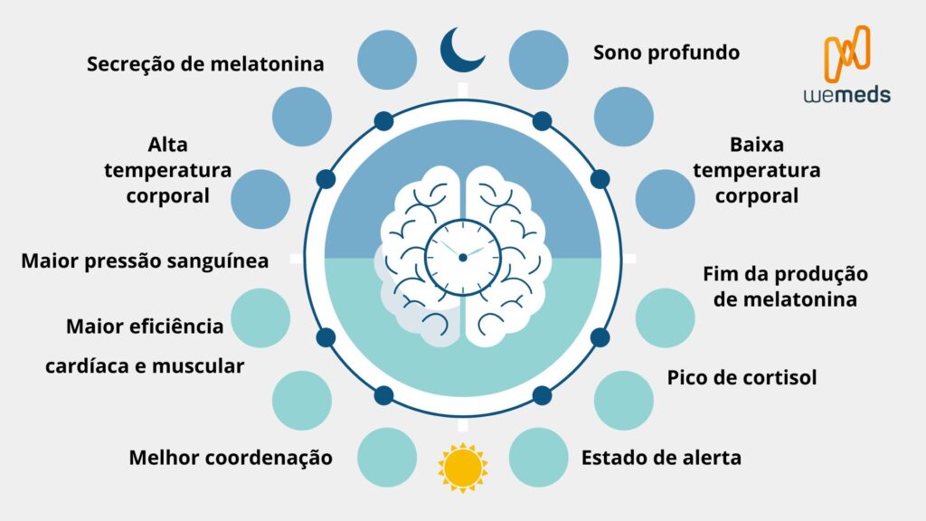 representação do ciclo circadiano, indicando o pico de cortisol e a secreção de melatonina