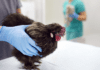 Gripe Aviária em Humanos: entenda mais sobre a Infecção por H5N1 Gripe Aviária em Humanos