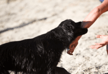 Caso de Raiva Humana no Tocantins – revise as principais informações sobre a doença