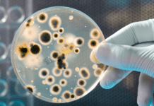 Elizabethkingia meningoseptica: Patógeno Oportunista de Alta Resistência resistência antimicrobiana