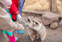 Bailisascaríase Humana: Aspectos Clínicos, Diagnóstico e Tratamento Bailisascaríase