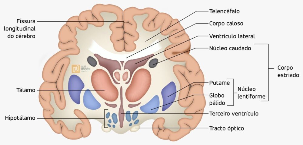 representação cerebral do sistema extrapiramidal