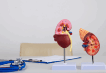 Cistatina C: quando solicitar, como interpretar e por que considerar na rotina clínica Cistatina C