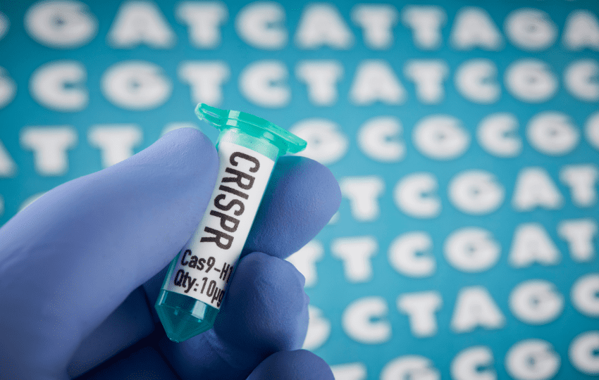 Transplante de ilhotas