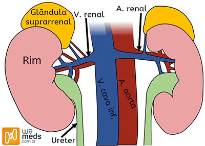 Síndrome de Cushing: como o excesso de cortisol ameaça múltiplos sistemas
