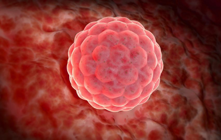 período periconcepcional