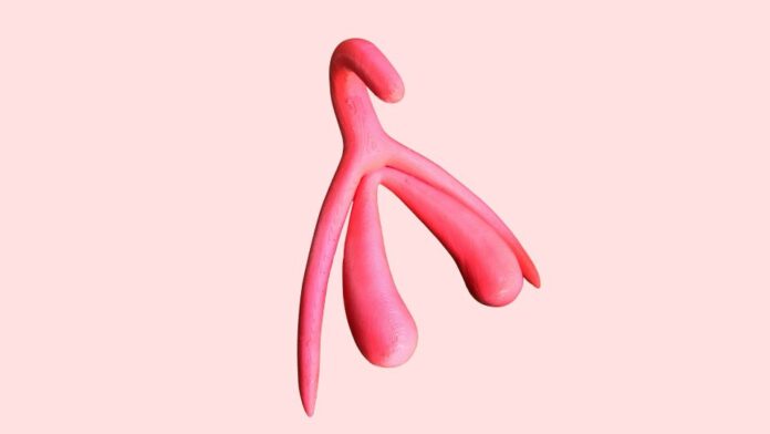 clitoris imagem representativa do clitoris