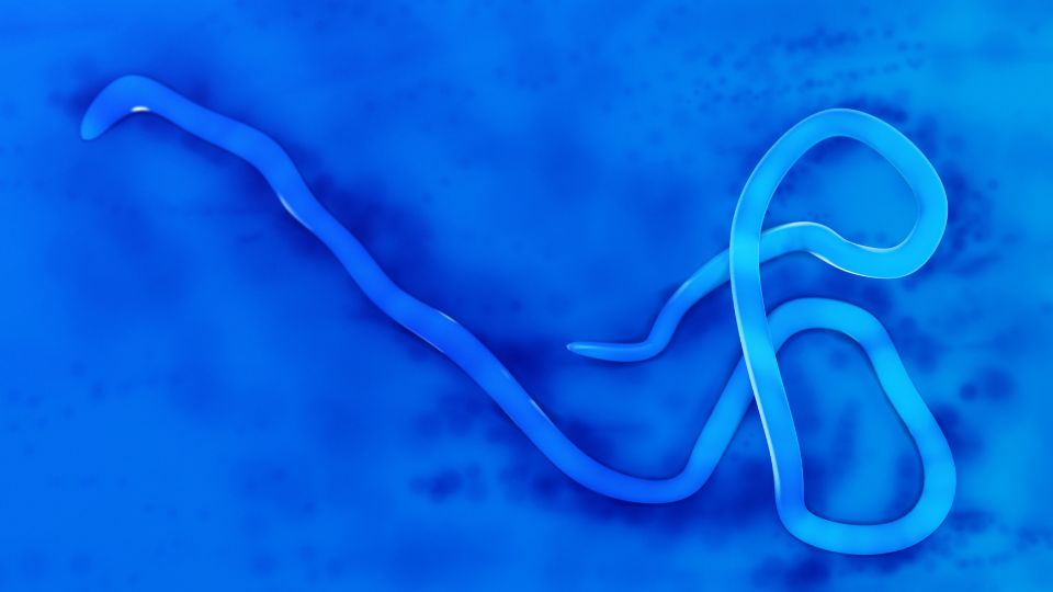 representação gráfica do vírus Ebola