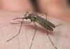 Febre do Nilo Ocidental: guia completo para diagnóstico e manejo clínico mosquito culex, transmissor do vírus da Febre do Nilo Ocidental