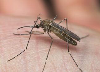 Febre do Nilo Ocidental: guia completo para diagnóstico e manejo clínico mosquito culex, transmissor do vírus da Febre do Nilo Ocidental