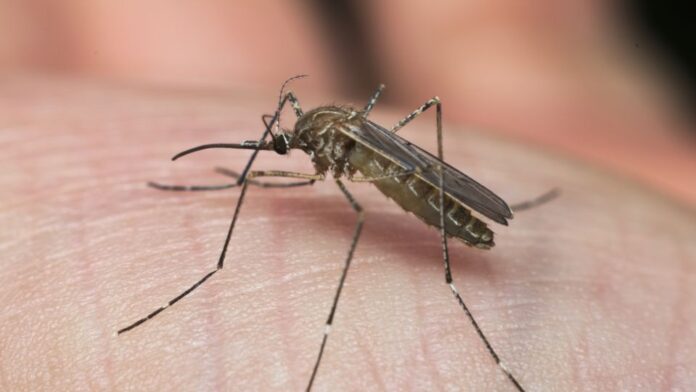 Culex mosquito culex, transmissor do vírus da Febre do Nilo Ocidental